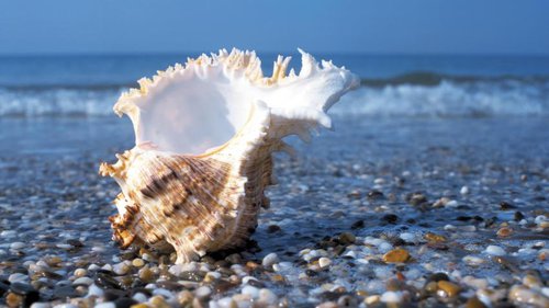 Shell, the Sea, Pebble.jpg